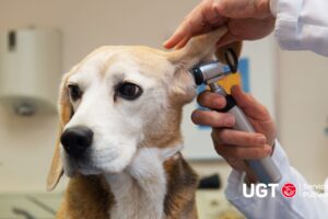 Acuerdo para el III Convenio Estatal de Centros y Servicios Veterinarios