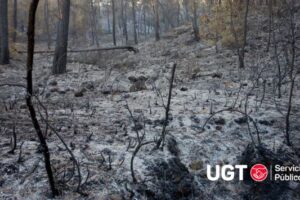 Balance de pérdidas humanas, bienes materiales y hectáreas en la campaña de incendios forestales 2025